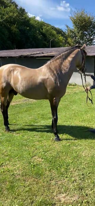 Cal Andaluz 8 ani