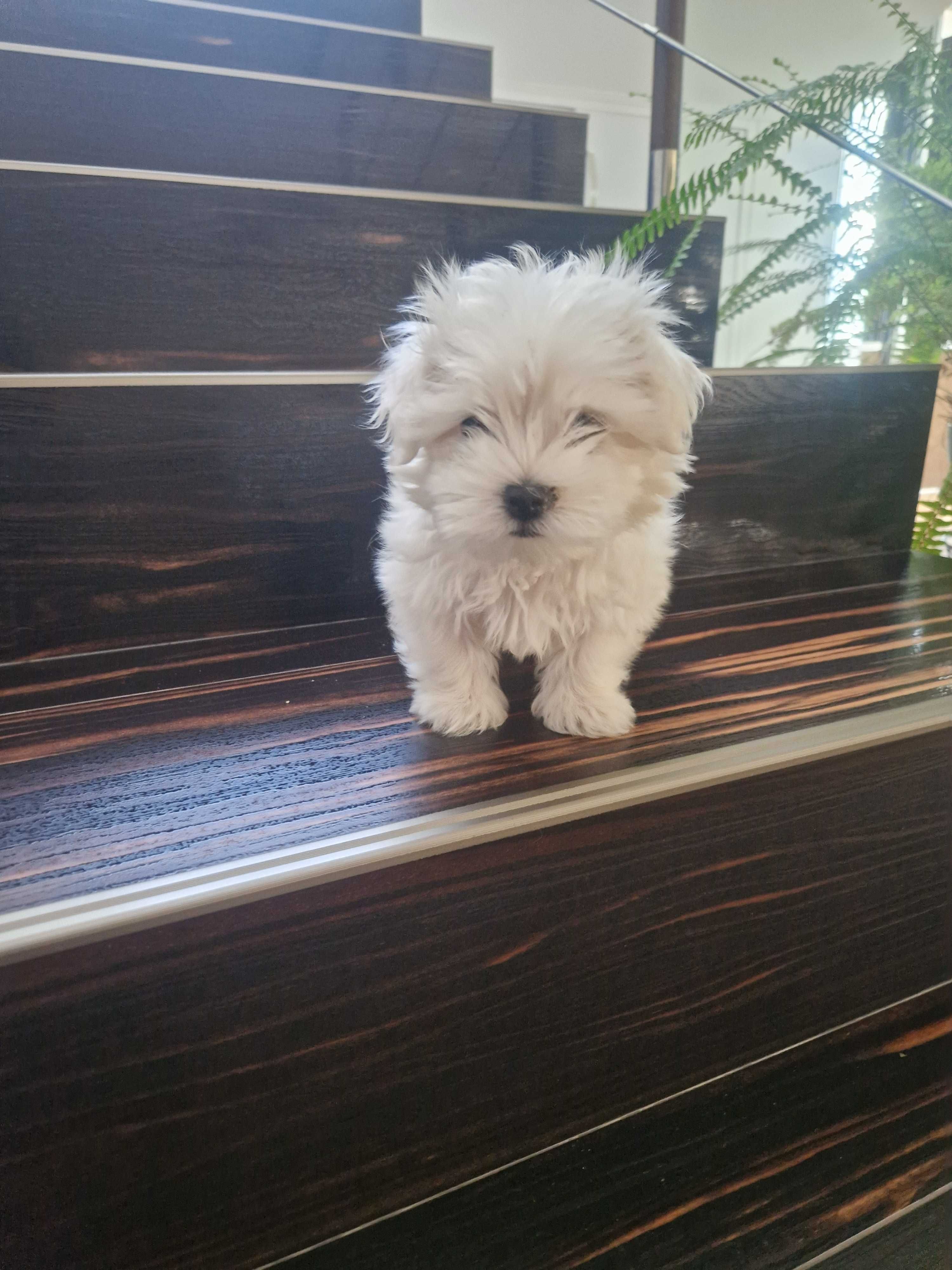 Bichon maltese mini toy