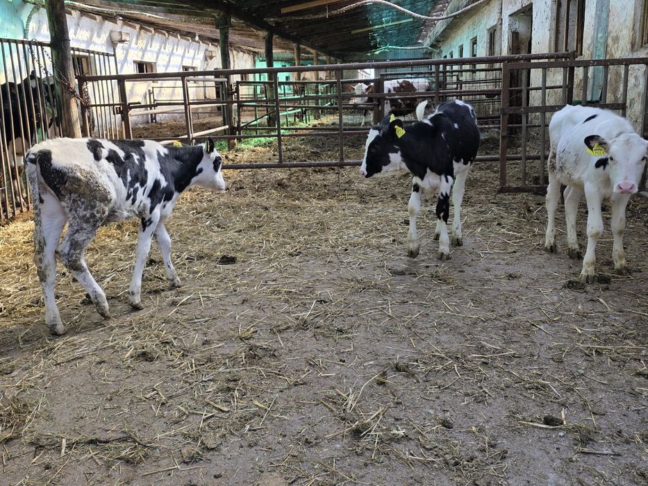 Vând vitele holstein