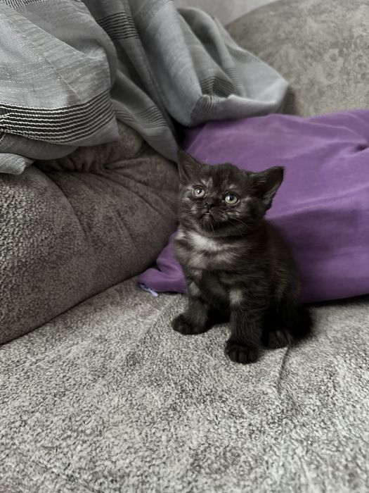 Скоттиш страйт котятки