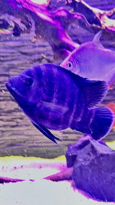 Тиляпия Буттикофери