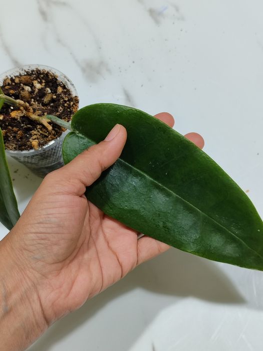 Хойя Арчибольдиана