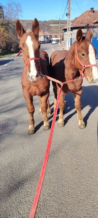 Se vand manzi de 6 luni