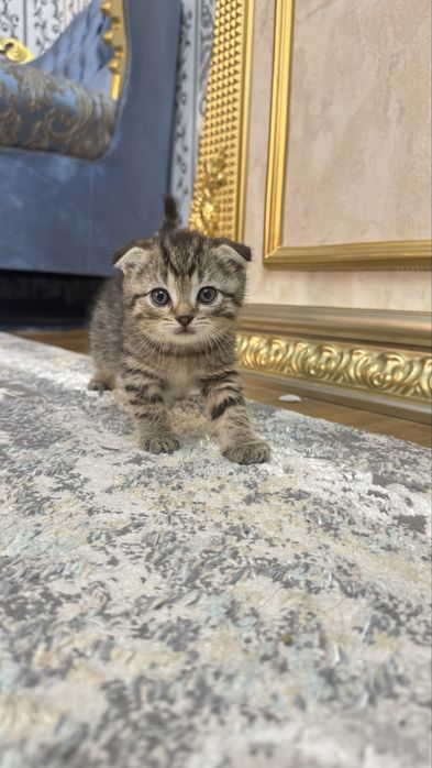 Scottish fold arzon narxga