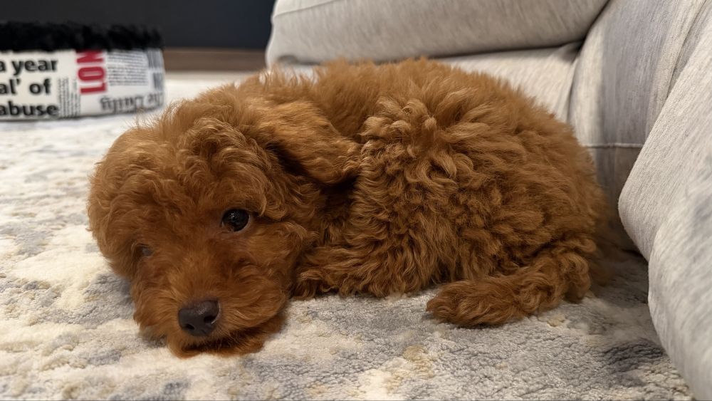 Mascul pudel toy / poodle toy