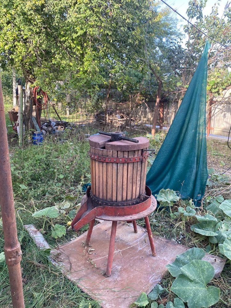 Teasc de struguri