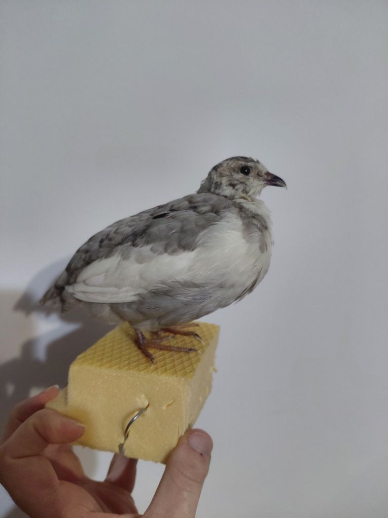 Mascul prepelita impaiat taxidermie