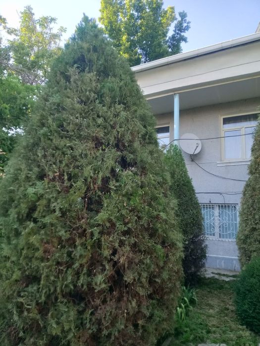 Обрезка Хвойных и Плодовых Деревьев и Опрыскивание ! Шымкент!