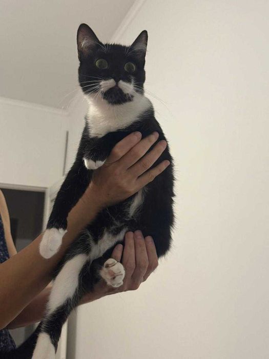 Нежная кошечка ищет дом