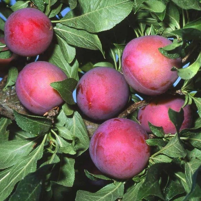 Pomi Fructiferi  Deosebiti  prun fortune