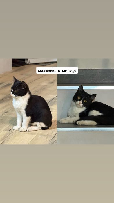 Котята, 4 месяца