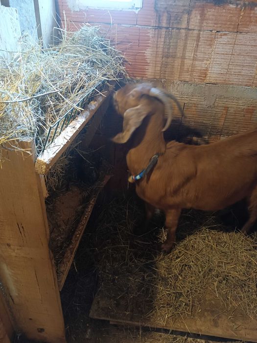 Млада породиста коза