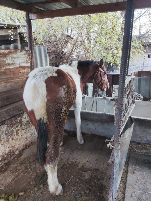 Лошадь на продажу