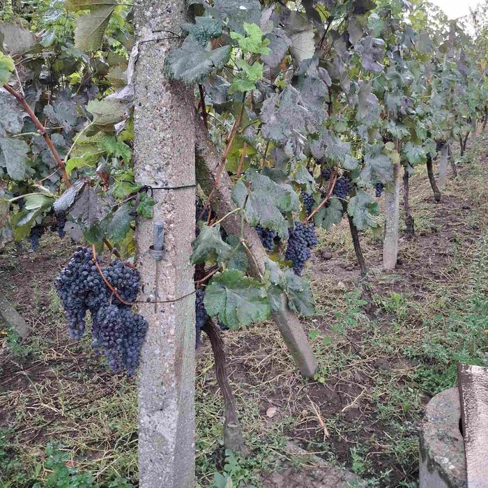 Продавам грозде-мерло, каберне, памид