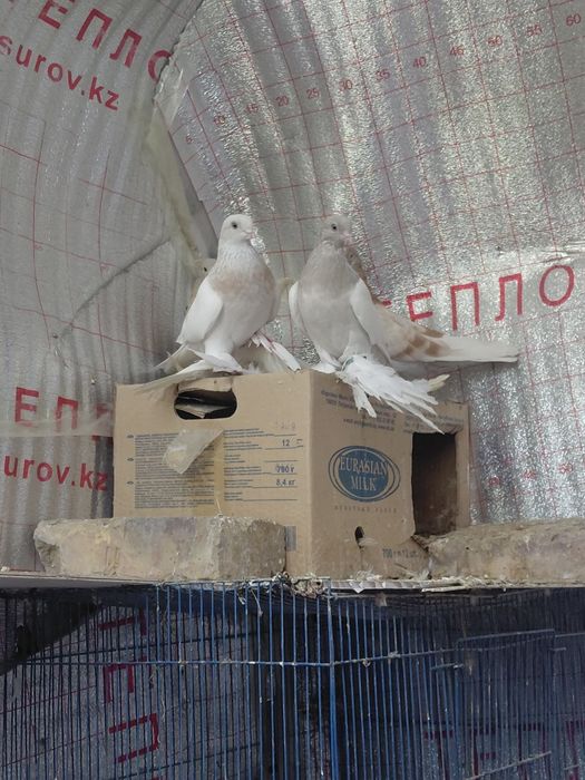 Голуби белые тасманы гребля