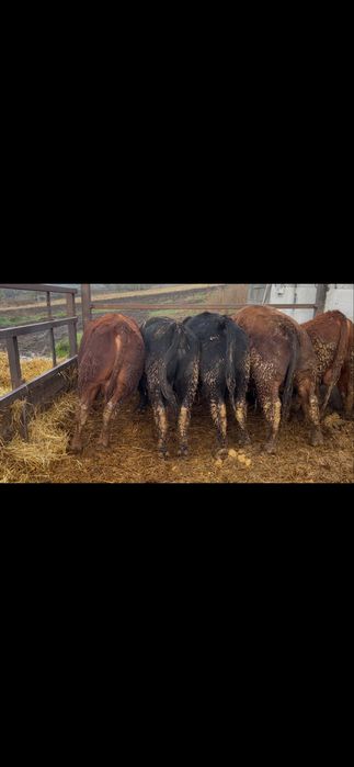 20 de taurasi angus ,vitei ,tauri