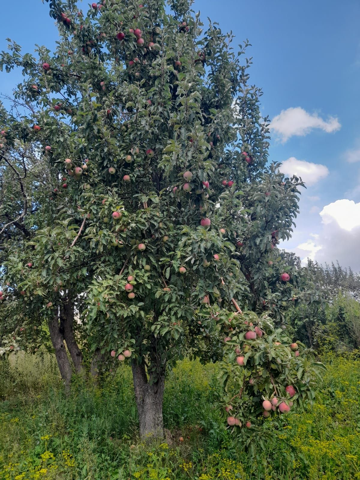 Продам дачу, гараж, сарай на большом участке