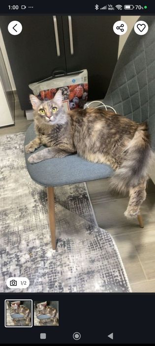 Donez pisica jucausa