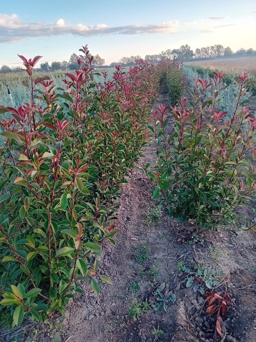 Leylandi și tuia smaragd diferite dimensiuni 1m 4m plante