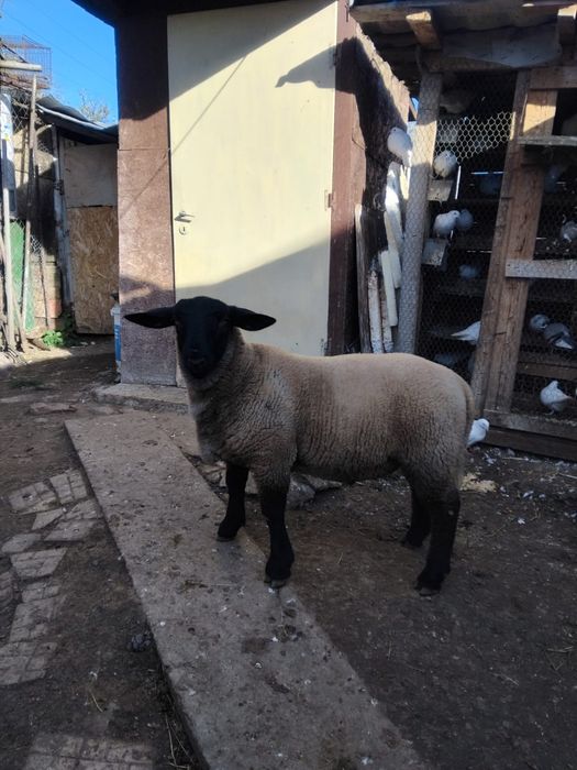 De vânzare berbec monta