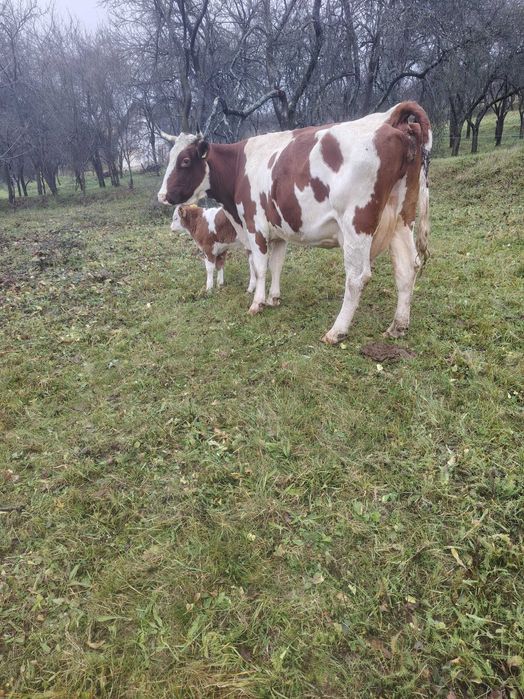 Vacă cu vițel de vînzare