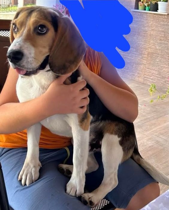 Куче порода Бигъл Чистокръвни трицветни и лимонени бигълчета