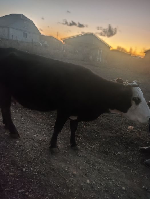 Үлкен сиыр сатылады