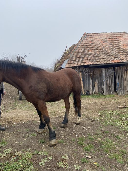 Vand iapă bună pentru căruță.