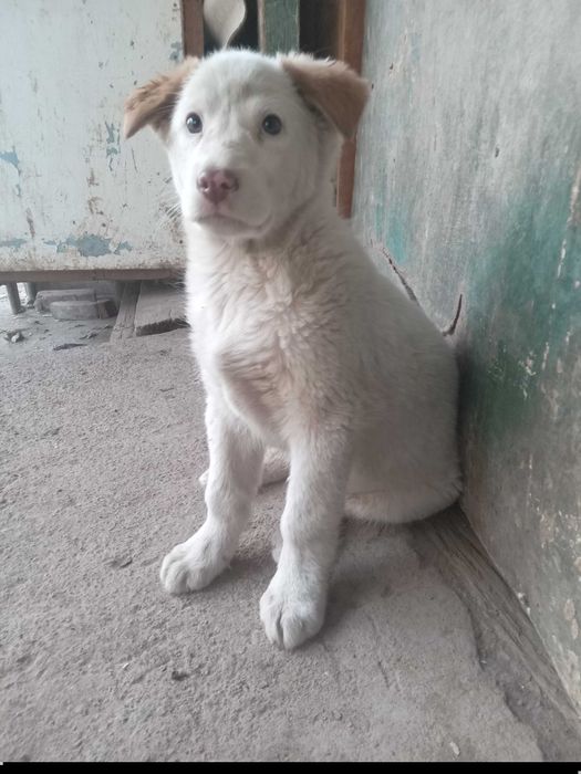 Отдам щенка даром