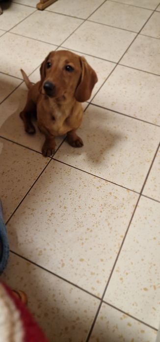 Teckel (fetiță ) păr scurt ,talie mică