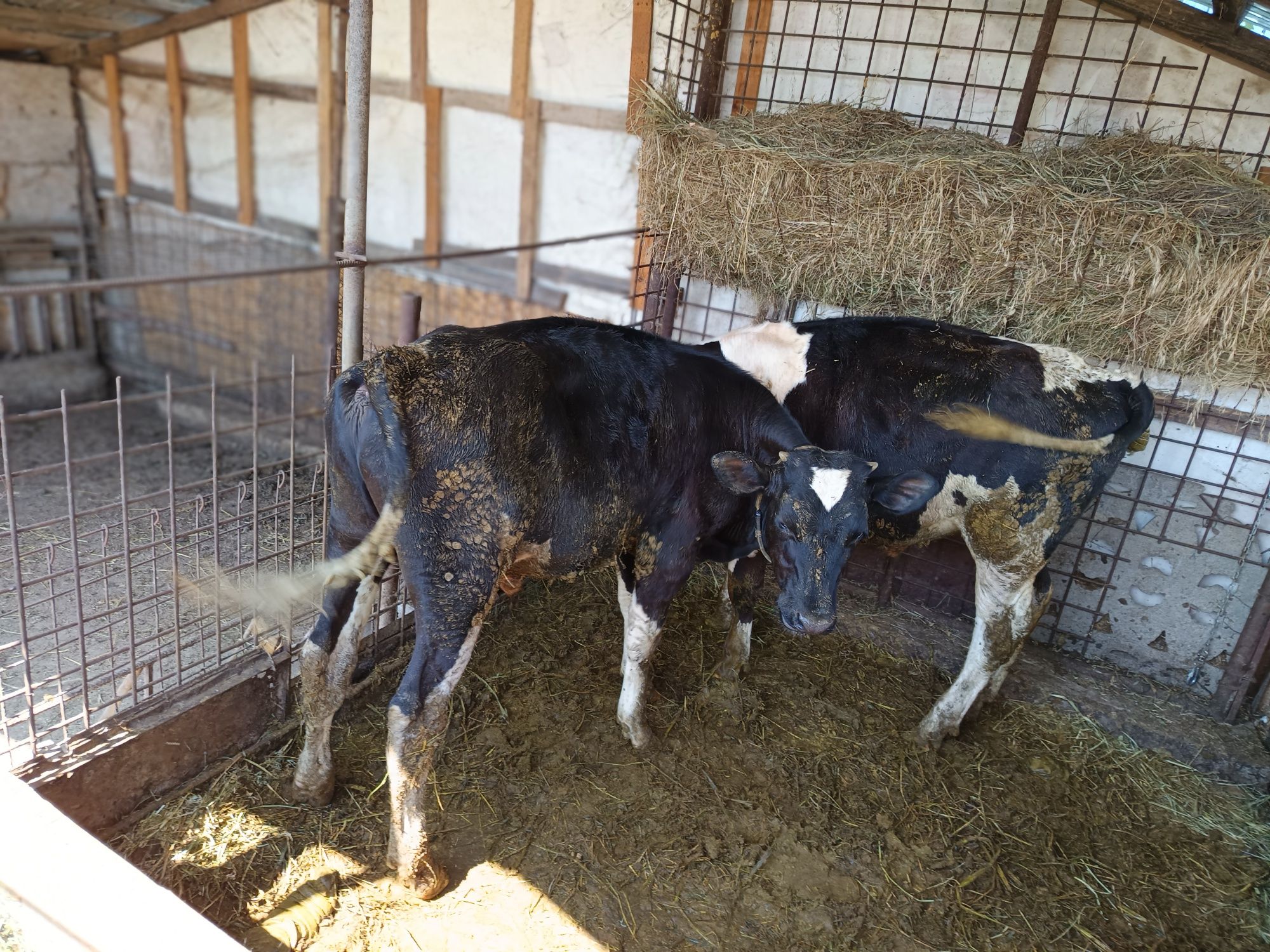 Tăurași de vânzare