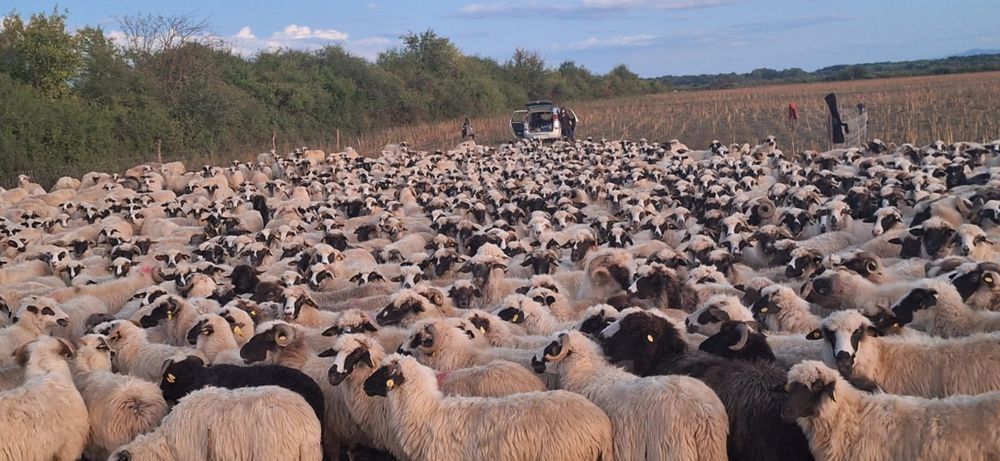 Vând  oi  țurcane