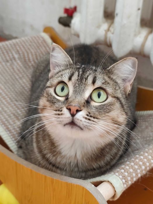 Стерилизованная кошечка Сия, возраст 3 года ищет дом