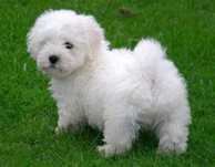 Bichon maltez mascul!