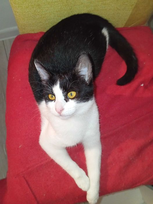 Donatie gratuita pui pisica, deparazitata, vaccinata, blanda