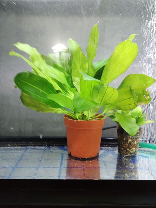 Продажа больших аквариумных растений