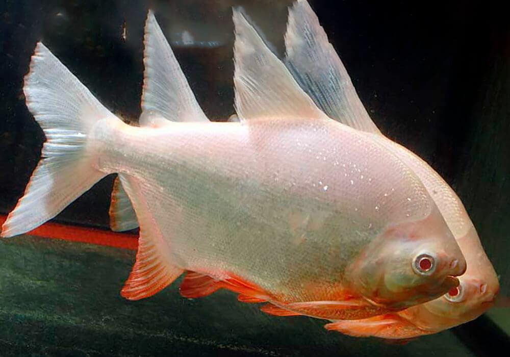 Продам  - паку альбинос