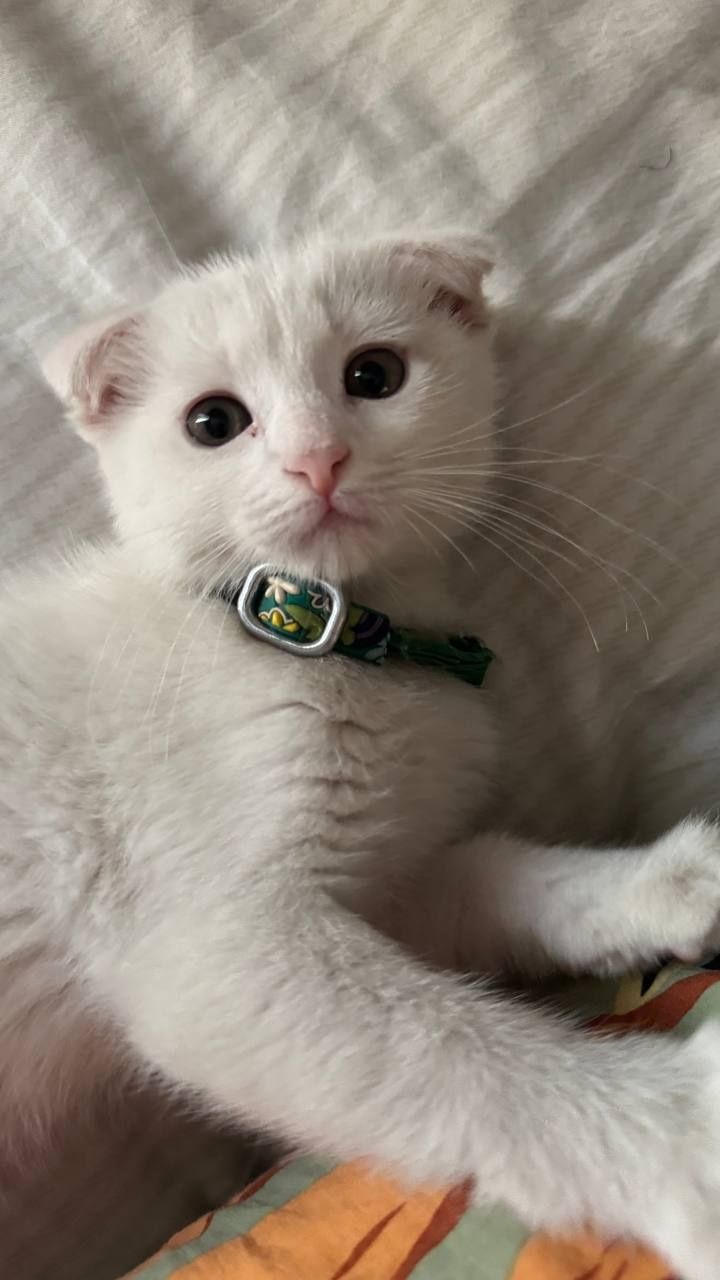 Scottish fold 2 oylik