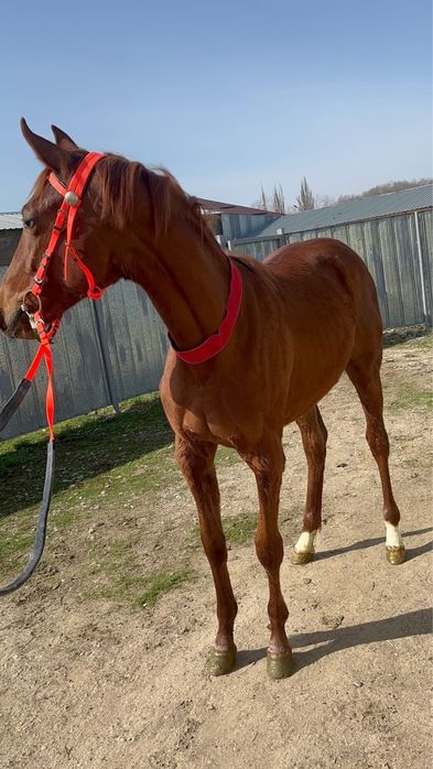 Лошадь девочка 2 лет