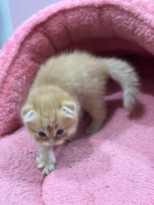 Котята  скотиш фолд