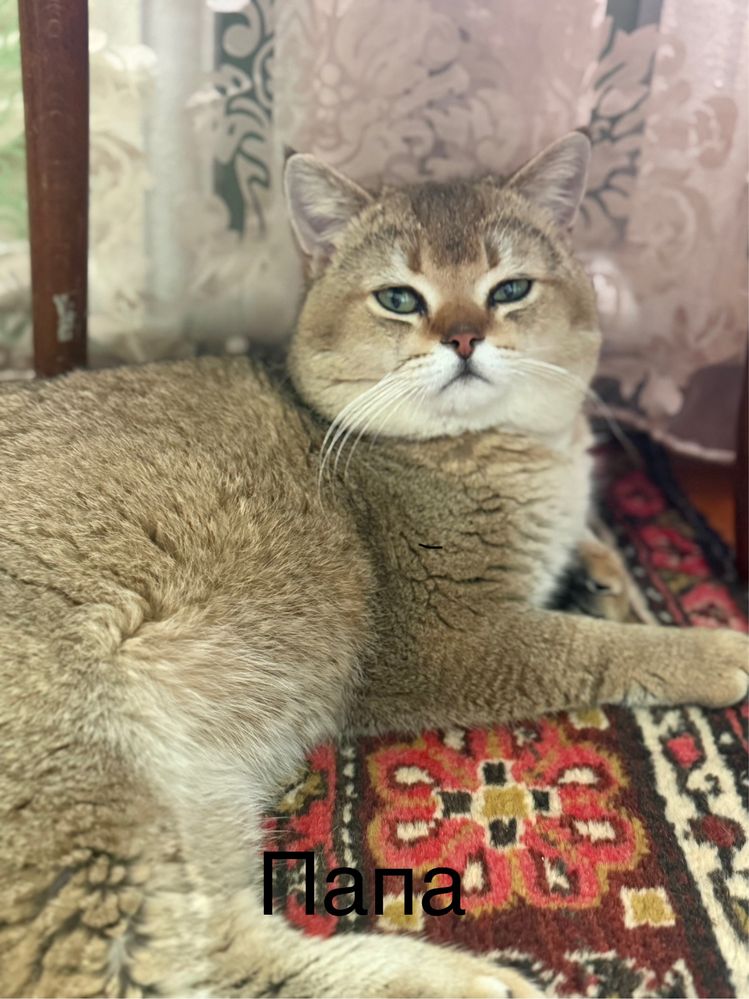 Продаются шотландские котята!