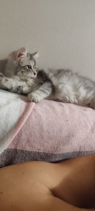 Сибирско коте (сребърно Таби)