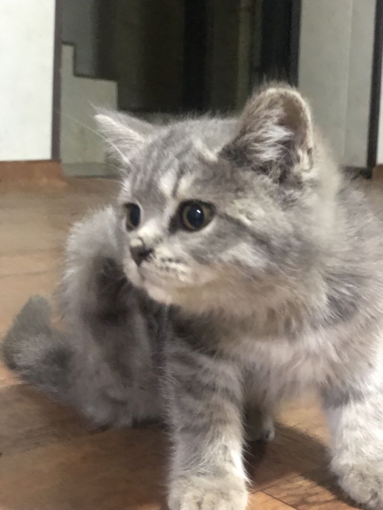 Eliza laqabli qiz bola mushuk