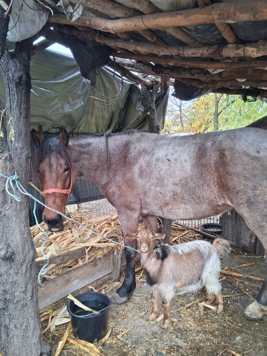 Vand urgent iapa 4anii