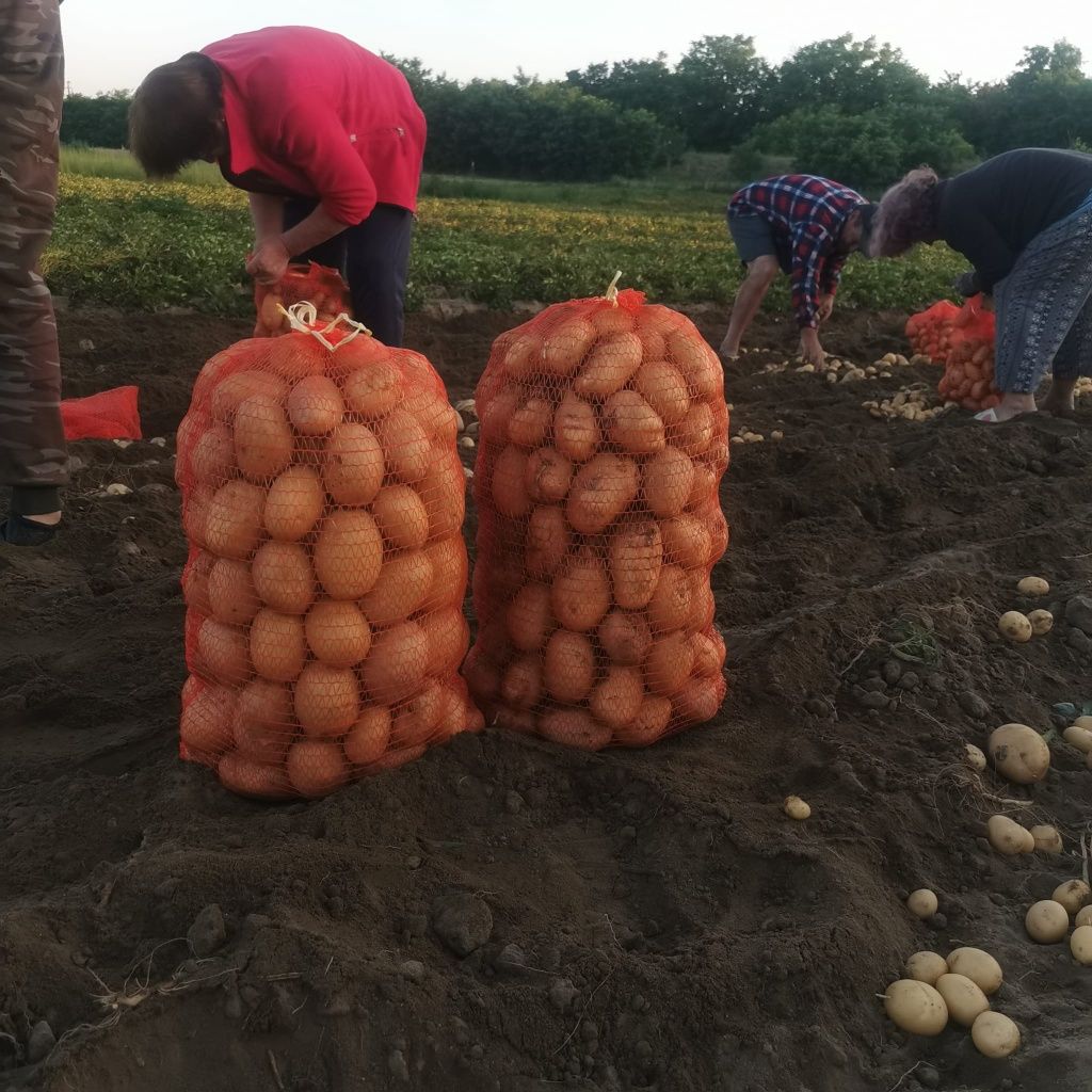 Cartofi Carerra noi de vânzare 1,5i kg