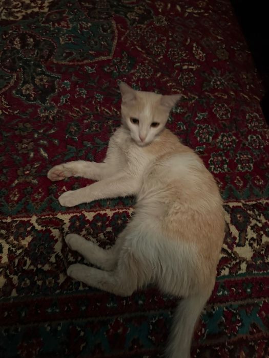 Отдам в добрые руки, бесплатно.