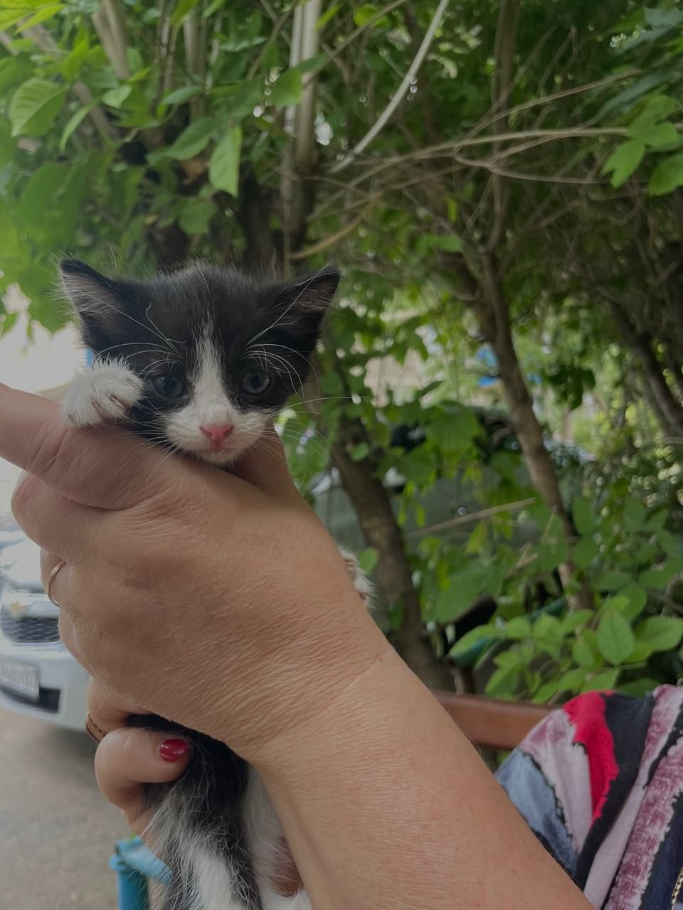 Отдадим котенка в добрые руки