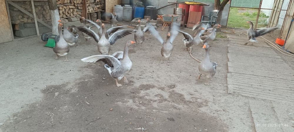 Gâște de vanzare