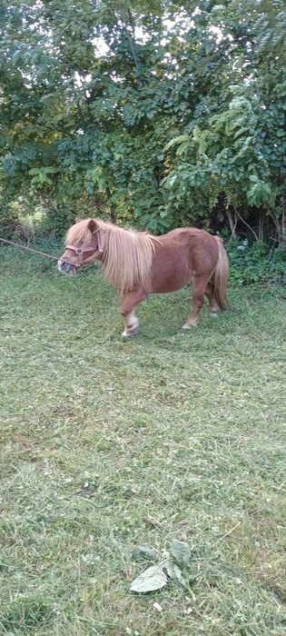 De vânzare iapă  frumoasă