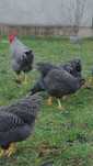 Oua plymonth australorp și verzi de incubat